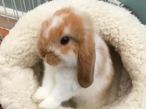 适合养在家里的小宠物兔子,可爱的小兔子宠物怎么养