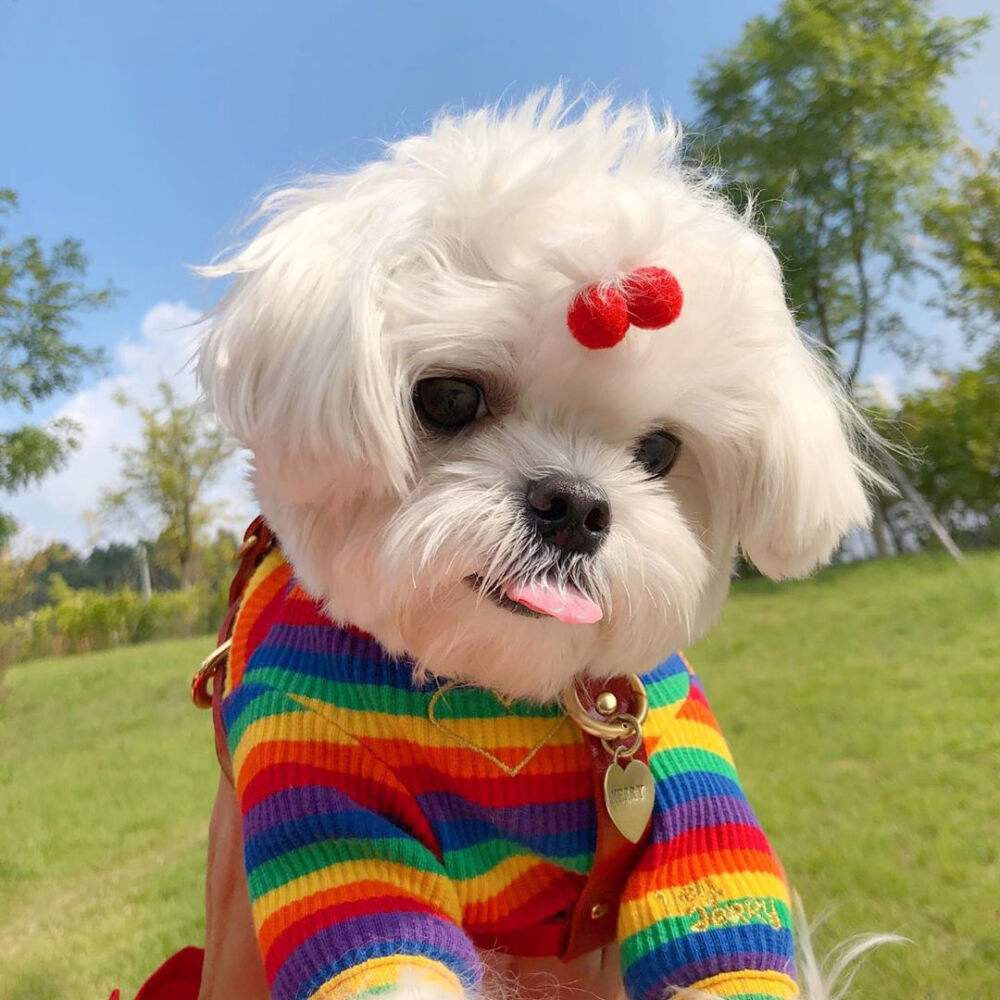 新手养狗适合养什么狗小型,养狗推荐品种小型犬便宜