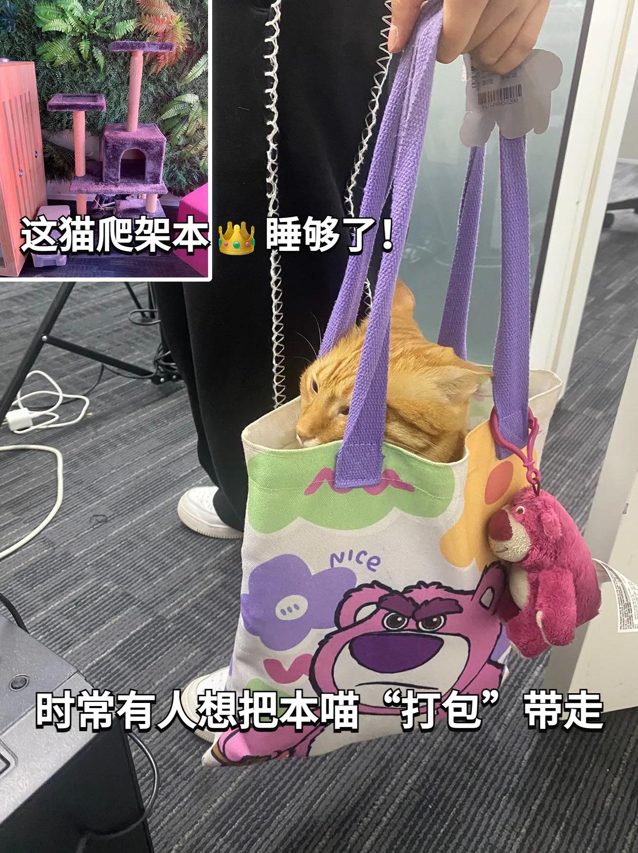 千万别带猫上班,能带猫咪上班的公司