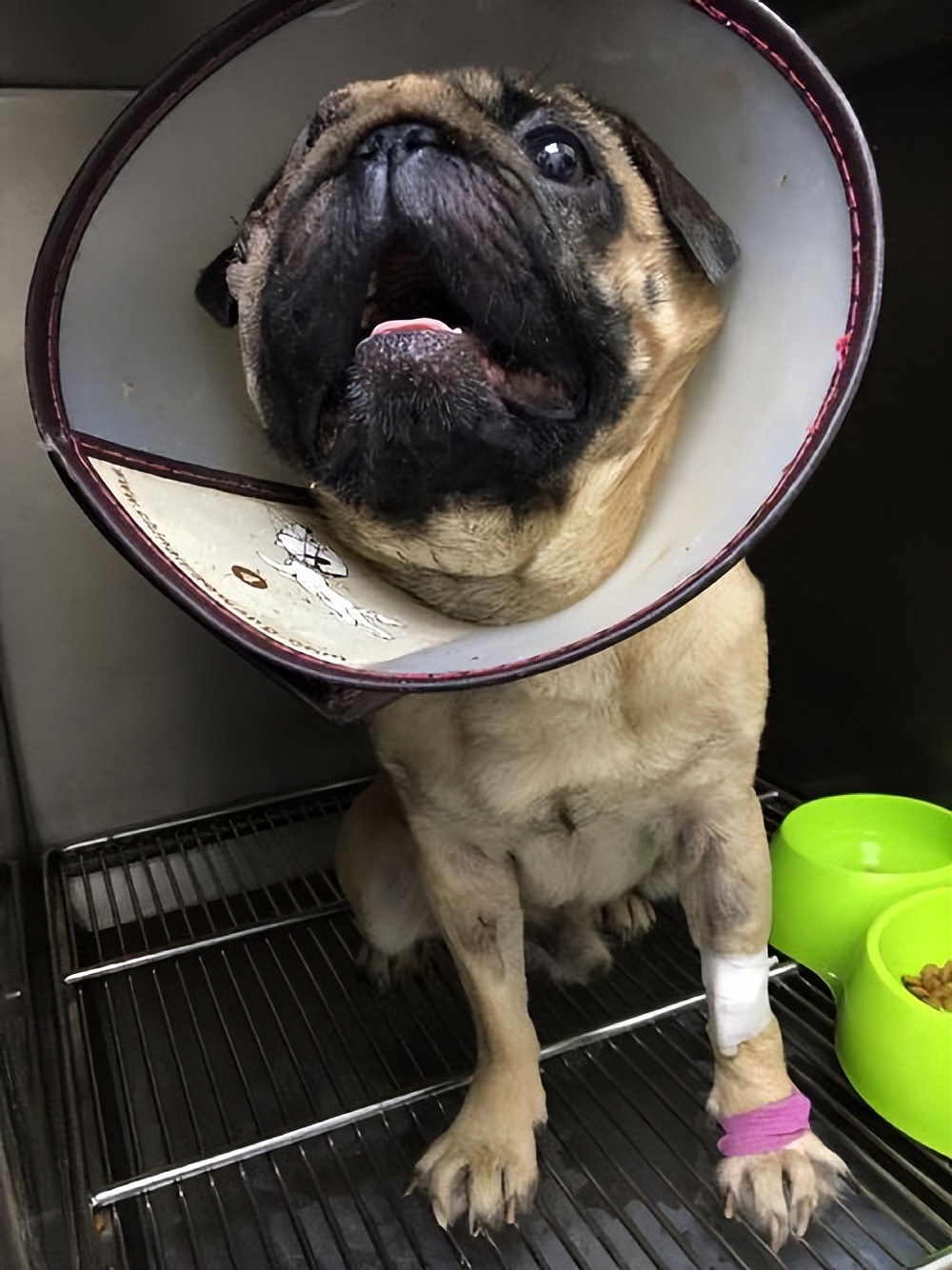 巴哥犬后腿无力是什么原因,巴哥犬不吃东西是怎么回事