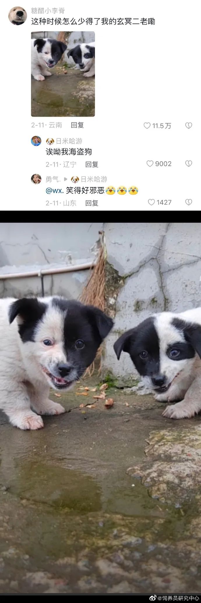 丑萌丑萌的小动物,丑陋又可爱的小动物