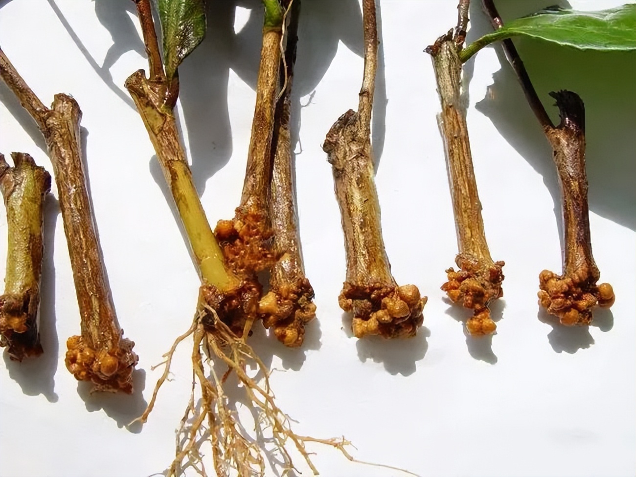 春季真柏盆景如何进行病虫害防治,不用防治的植物病害