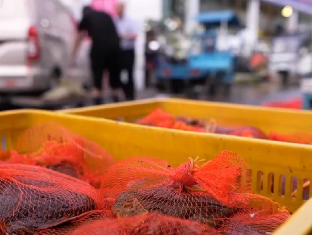 甲鱼养殖大棚建造图,温室大棚养甲鱼一亩能挣多少钱