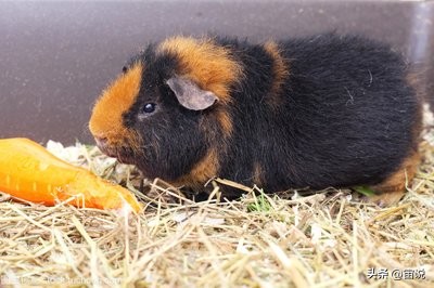 豚鼠的养殖前景,豚鼠的生活习性和生存环境