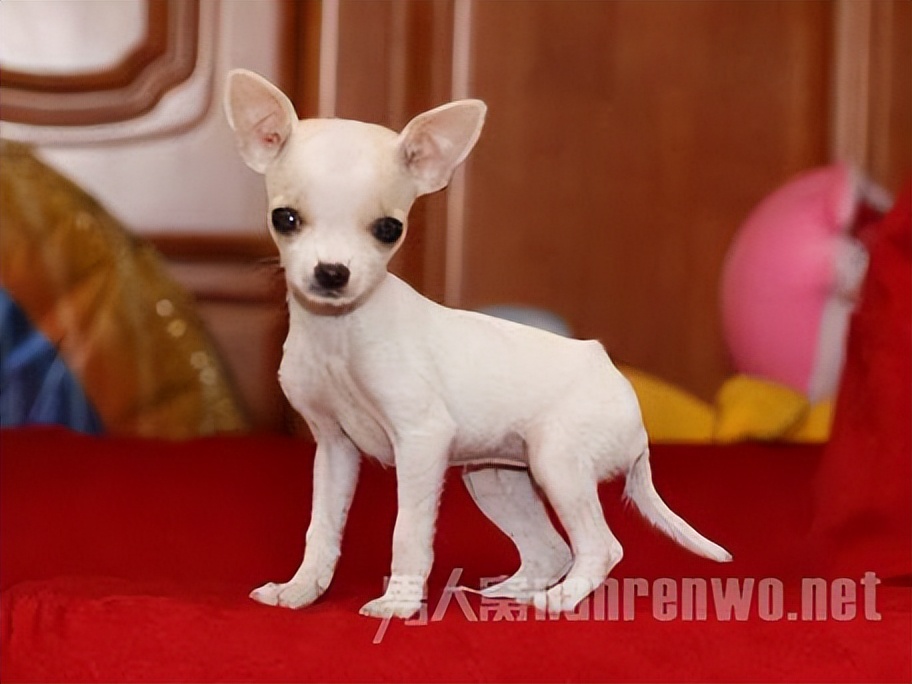 什么品种的狗狗适合有孩子家庭养,狗狗品种大全及图片拉布拉多