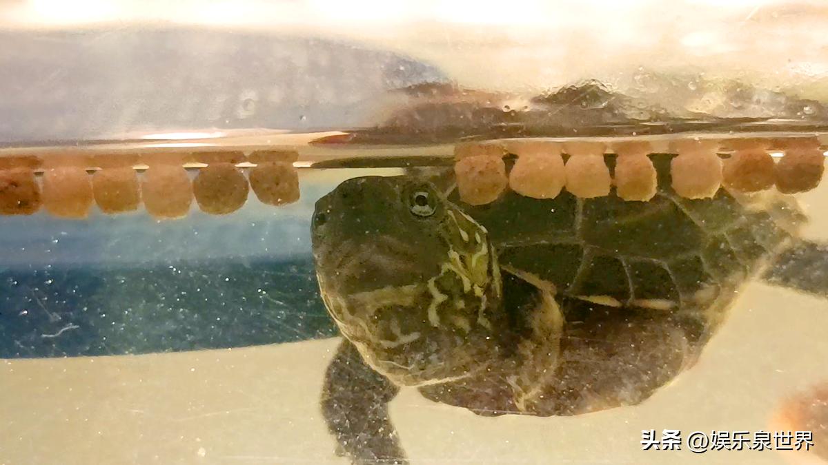 小乌龟这几天不吃东西怎么办,小乌龟不吃东西怎么办才能让它吃