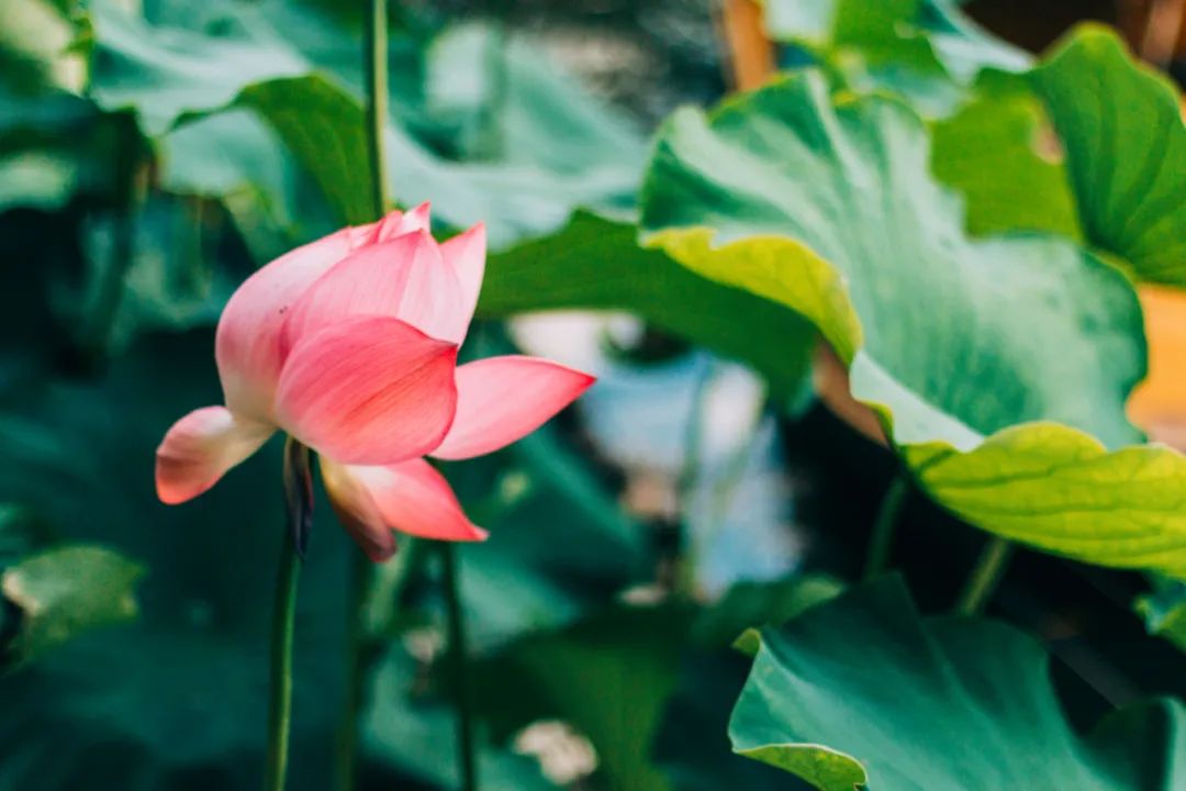 最美的荷花诗词,描写最美荷花的古诗词