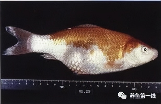 水生生物大盘点,水生生物多图排版