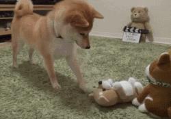 新手养狗这三个东西不需要买,新手养狗哪些不要买