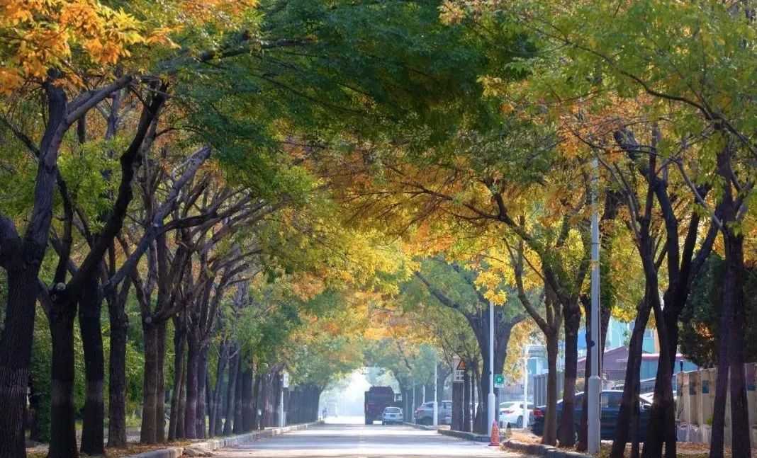 “路”人皆知“坛”花常见！泰达这些精品道路、花坛等你来打卡！