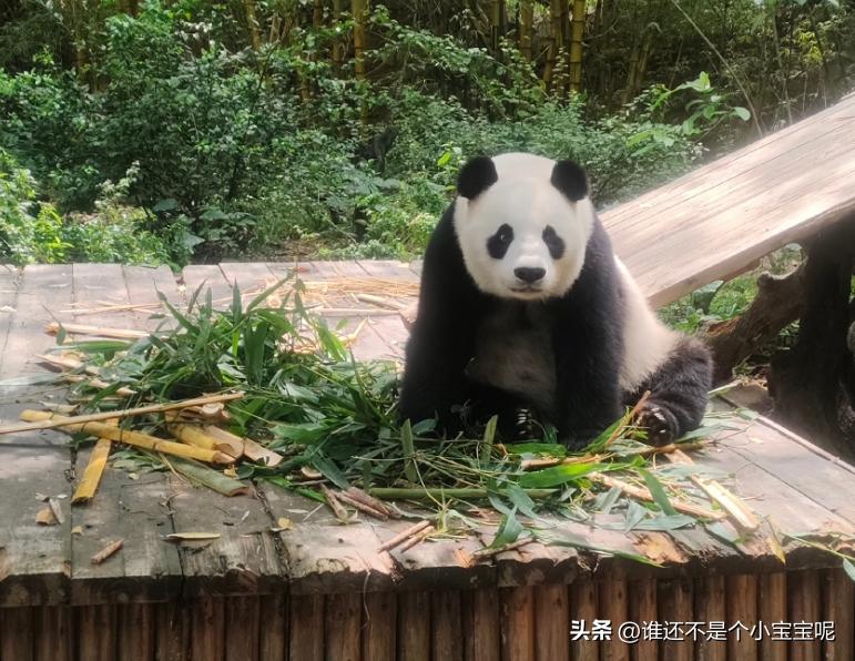 梅清大熊猫小时候去长隆视频,大熊猫梅清短腿