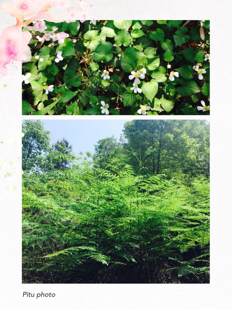 走近土家第一城一一恩施