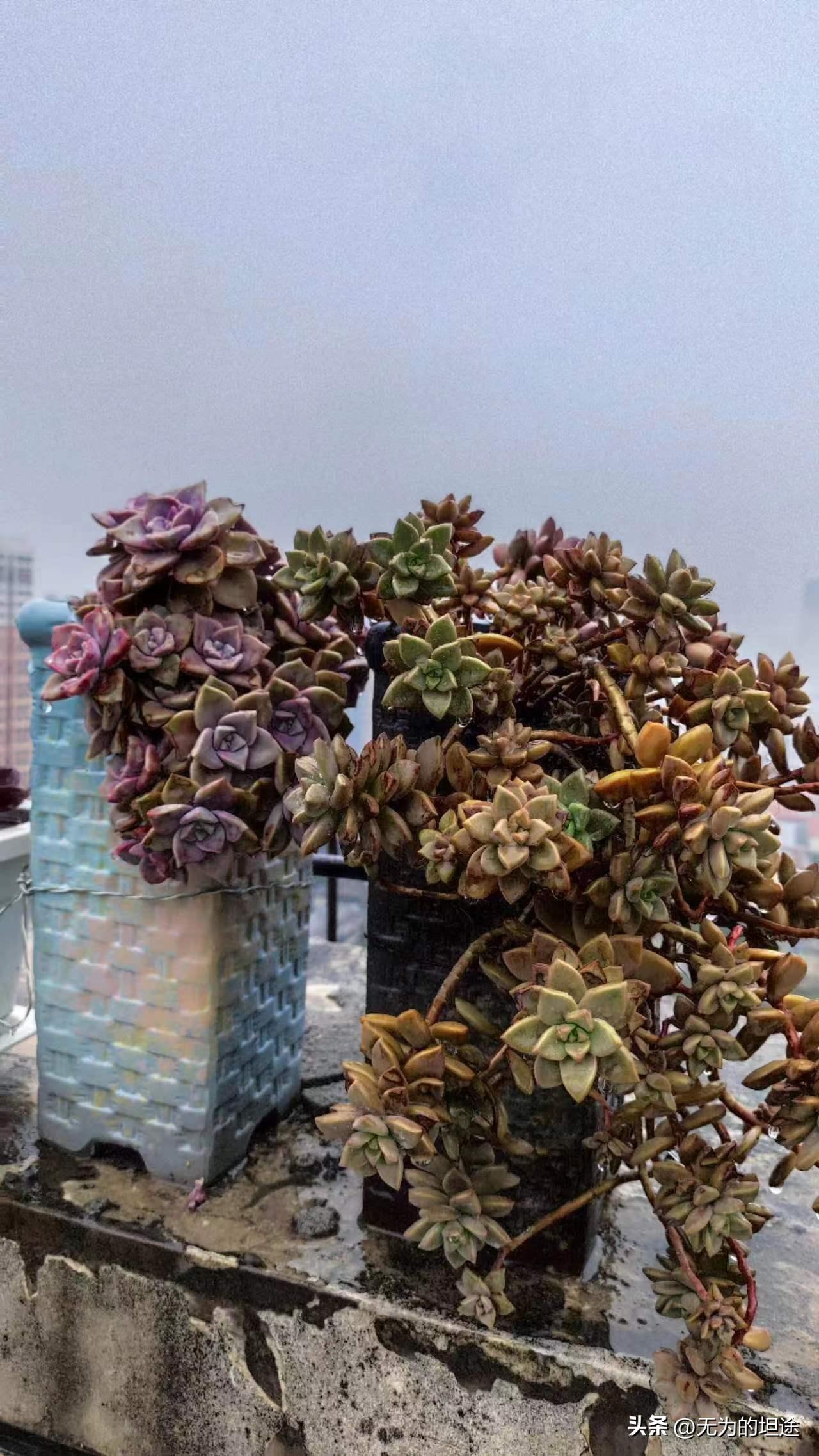 亮晶晶的黄翡翠手镯,亮晶晶的翡翠