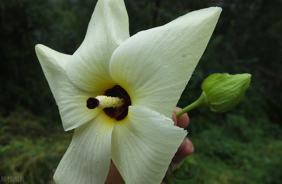 痔疮可以自愈吗痔疮便血怎么办,痔疮可以自愈吗怎么治