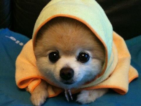 小狗狗尾巴尖上没有毛是怎么回事,小狗狗不叫是什么原因