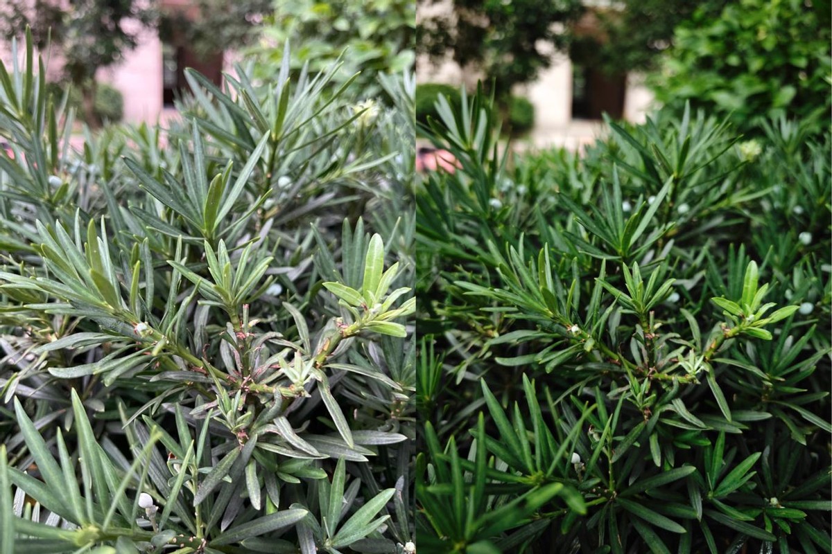 小米13ultra影像能力到底如何,小米13ultra和小米14pro