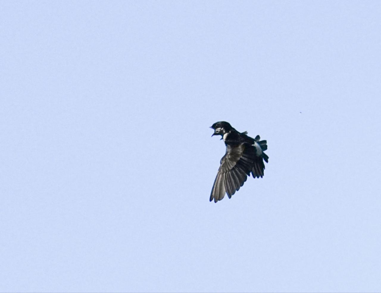 海南观鸟随记5霸王岭儋州湾勺嘴鹬领角鸮仓鸮