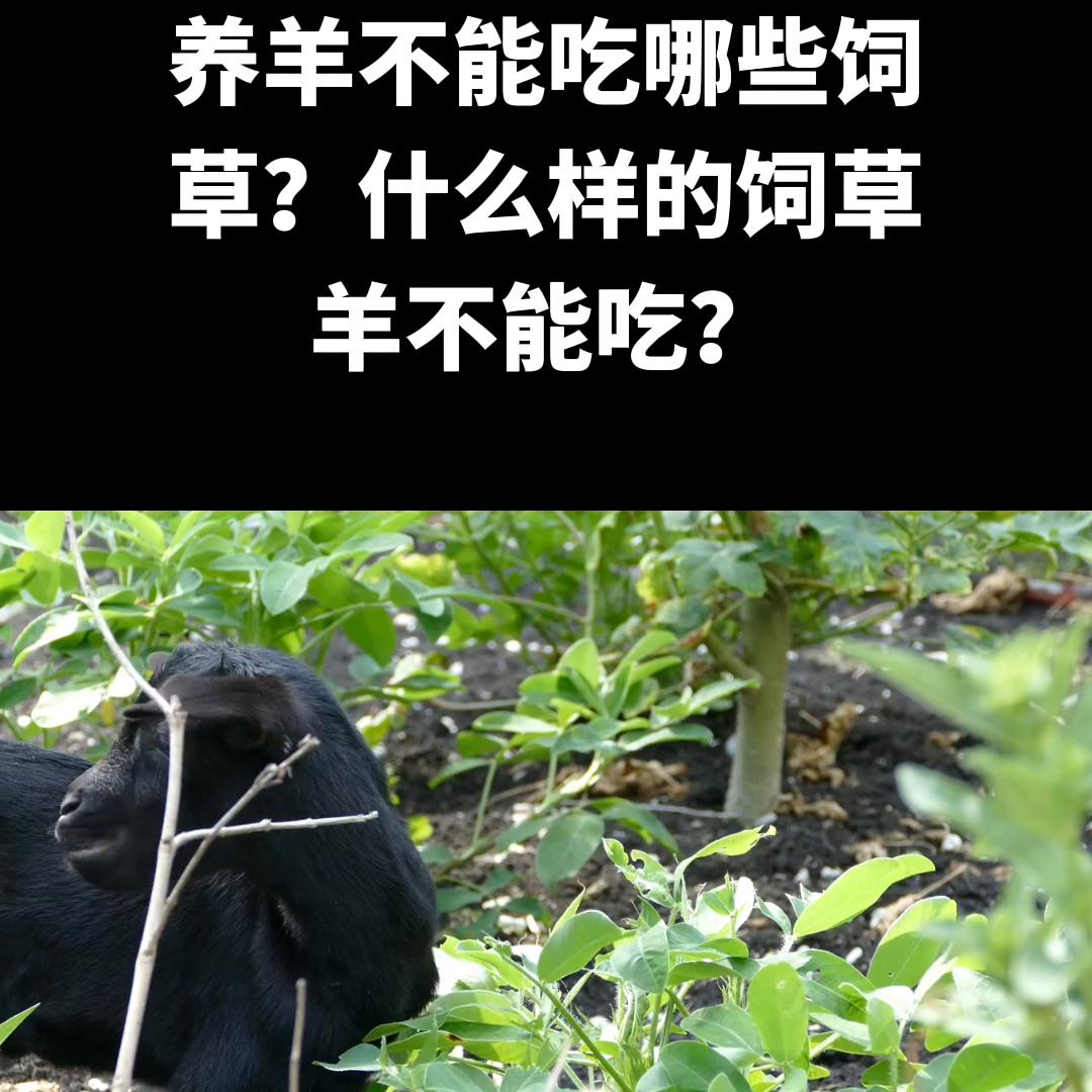 养羊不能吃哪些饲草？什么样的饲草羊不能吃？