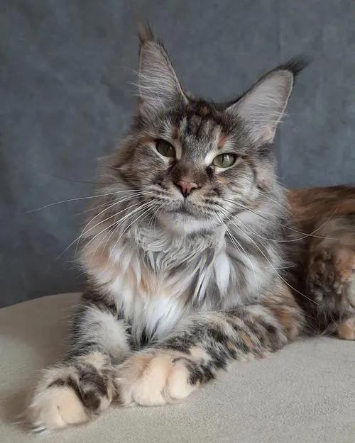 猫每天带你们认识不同品种的猫,猫咪品种知多少你都认识哪些猫