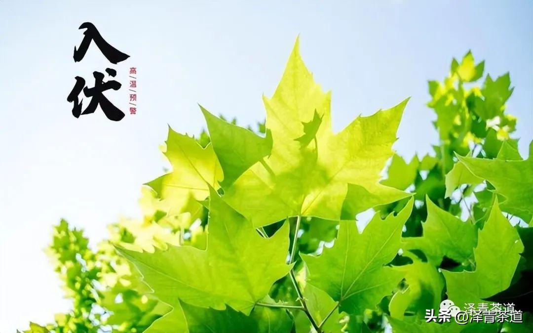 三伏天一定要知道的健康小知识,三伏天健康攻略