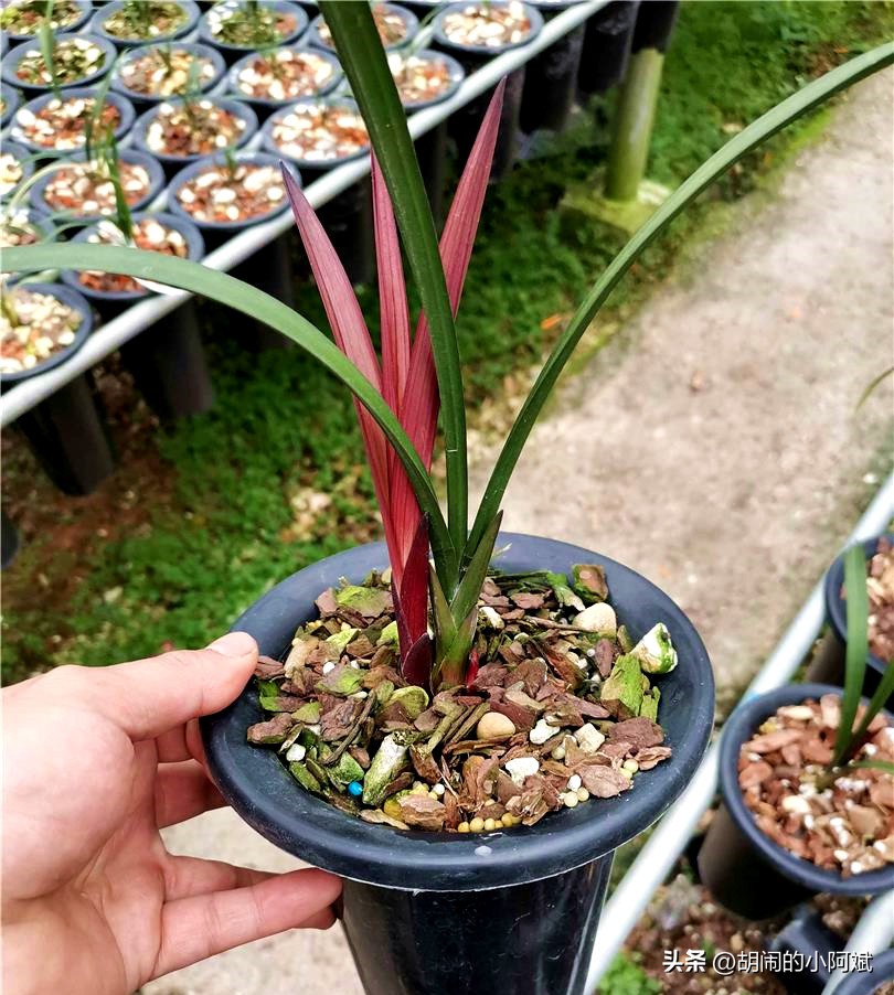 捡漏了一棵“网红”兰花，以草型论价格，开品论辈分，感觉赚大了