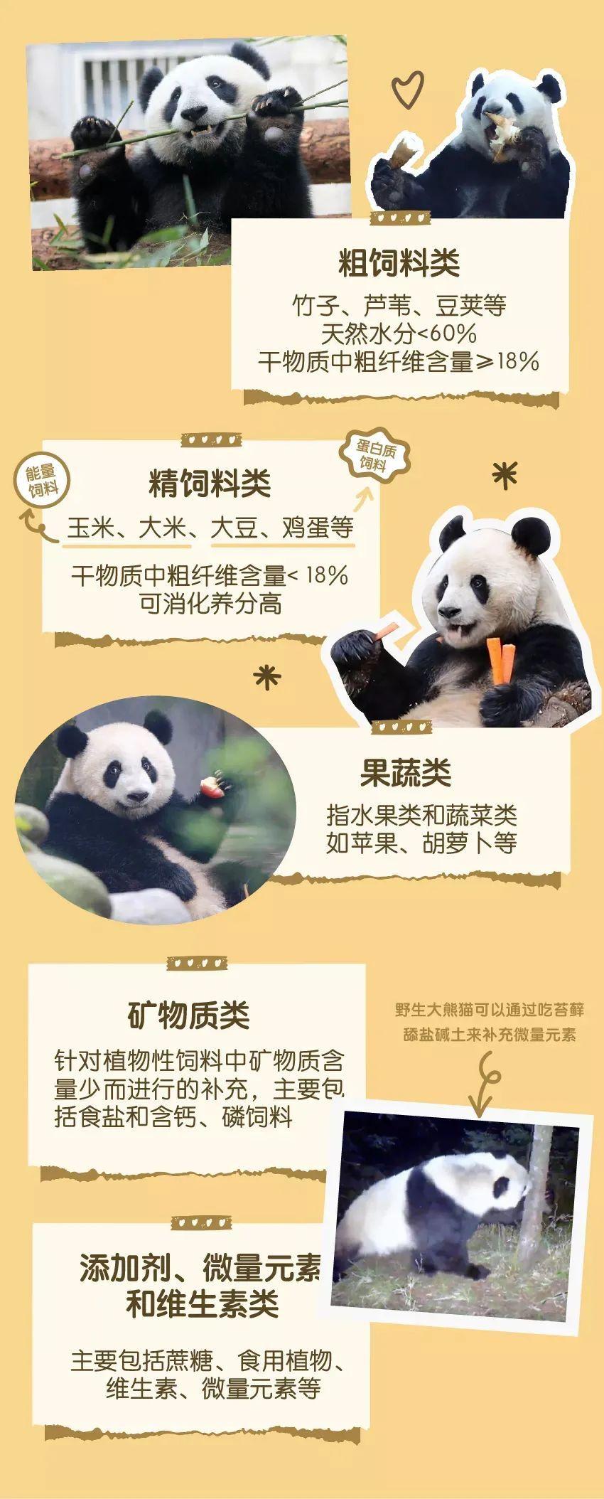 熊猫福菀被泼水,梅兰被大妈扔玉米芯!中国圈养熊猫真的正确么?