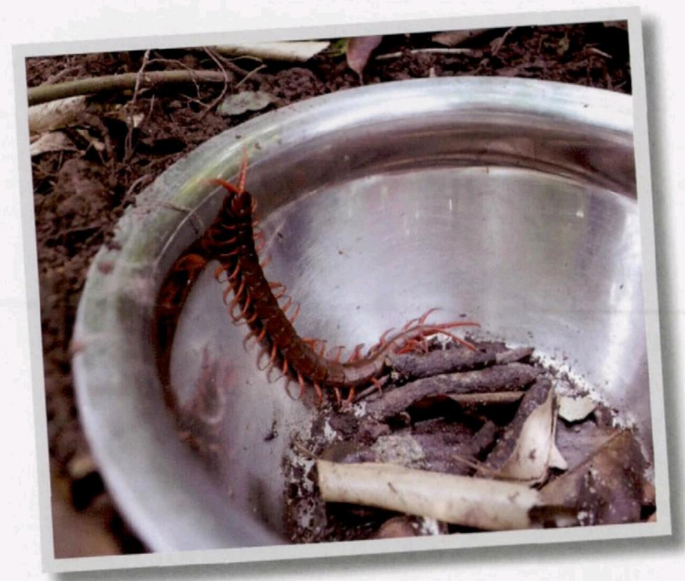 蜈蚣为什么是特别毒的虫,一般蜈蚣的毒性有多强