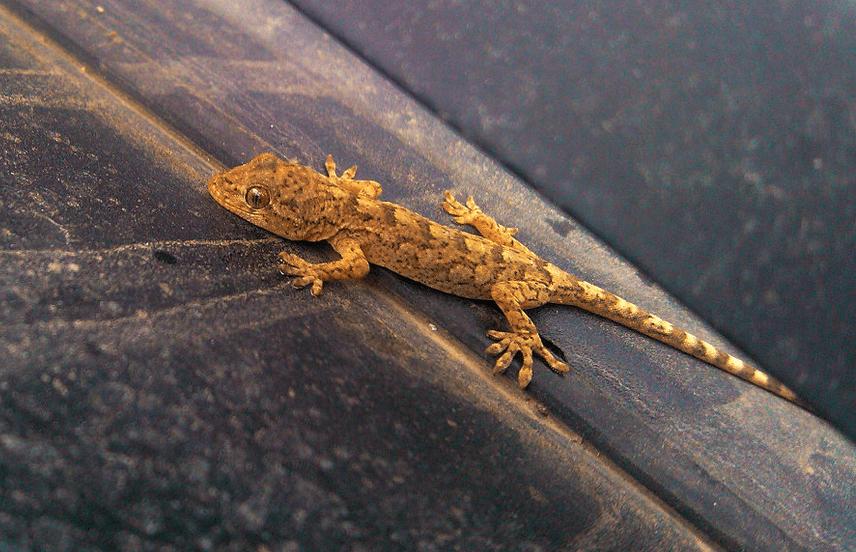 壁虎有毒吗为什么叫五毒,人畜无害的壁虎