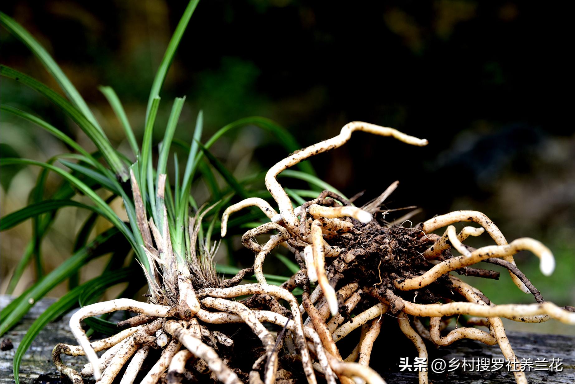 兰花翻盆的注意事项是什么,兰花春天翻盆好还是秋天翻盆好