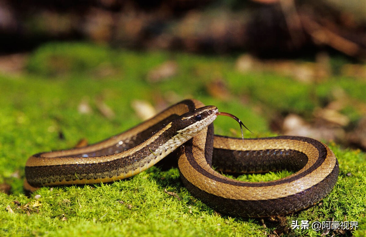 “不怕有蛇进宅院，就怕大树房前站”，大树为何不能在房前？