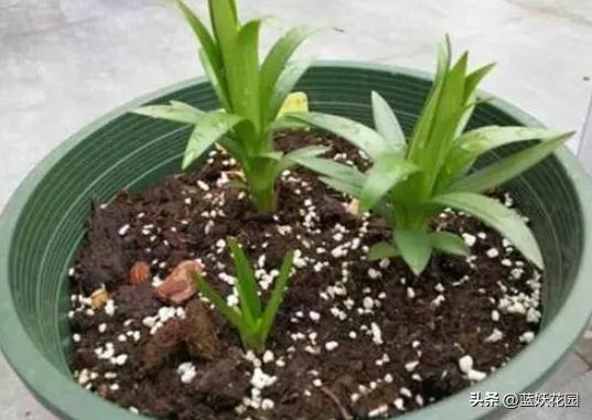 春季百合花开谢后怎么养护,冬天开败的百合花春天的养护方法