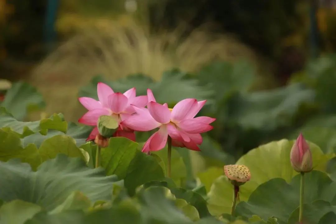 甩米线云南,云南甩米线的快乐