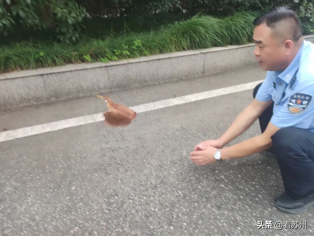 有困难找警察的动物,萌禽受伤民警救助