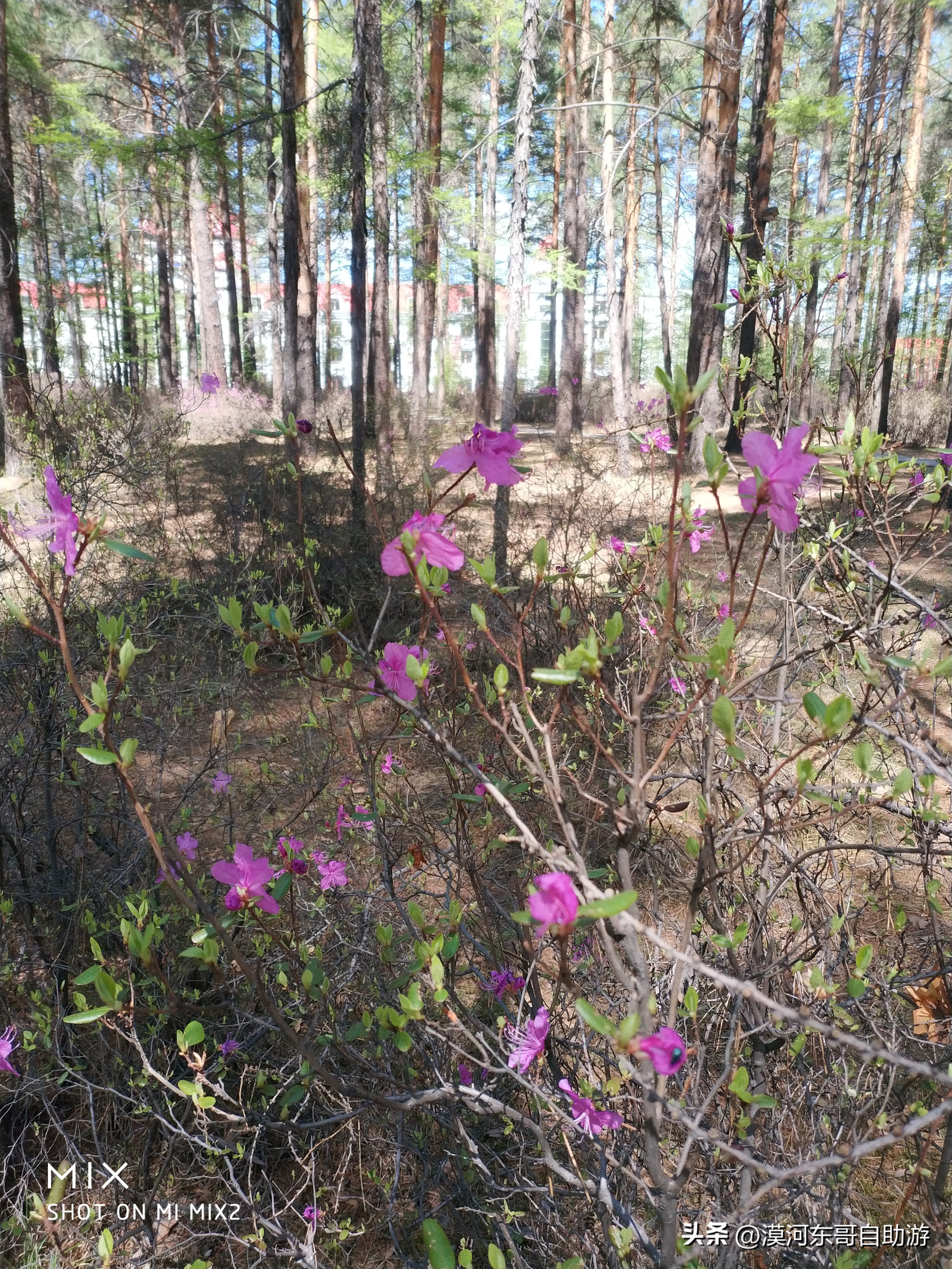 带你去看杜鹃花完整版,漠河旅游攻略一览表