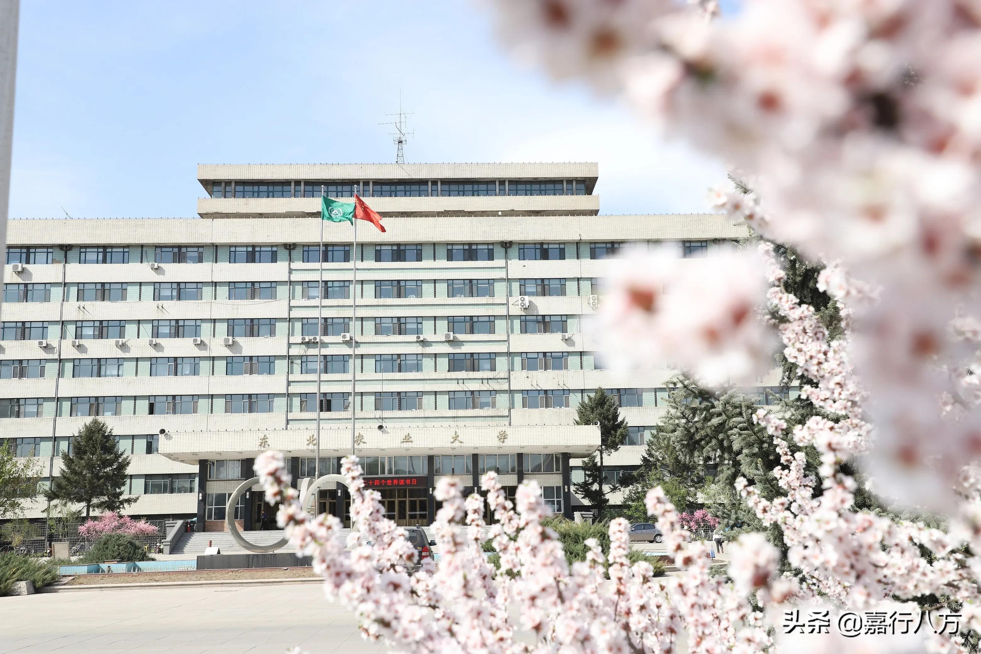 东北农业大学怎么样就业前景,东北农业大学怎么样