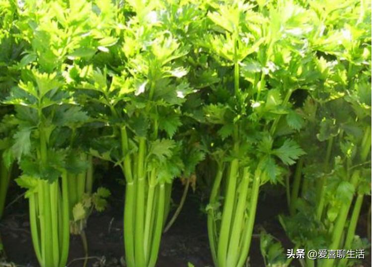 减脂食谱日常菜谱,不会发胖减脂的食谱