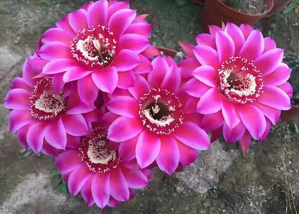 200种·仙人球开花图鉴，大开眼界，美到爆