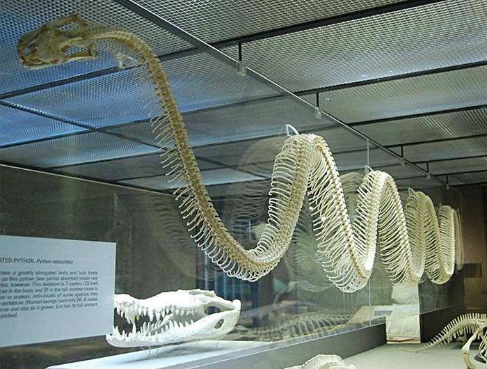 大蟒蛇攻击人视频,蟒蛇为什么不像小蛇一样攻击人