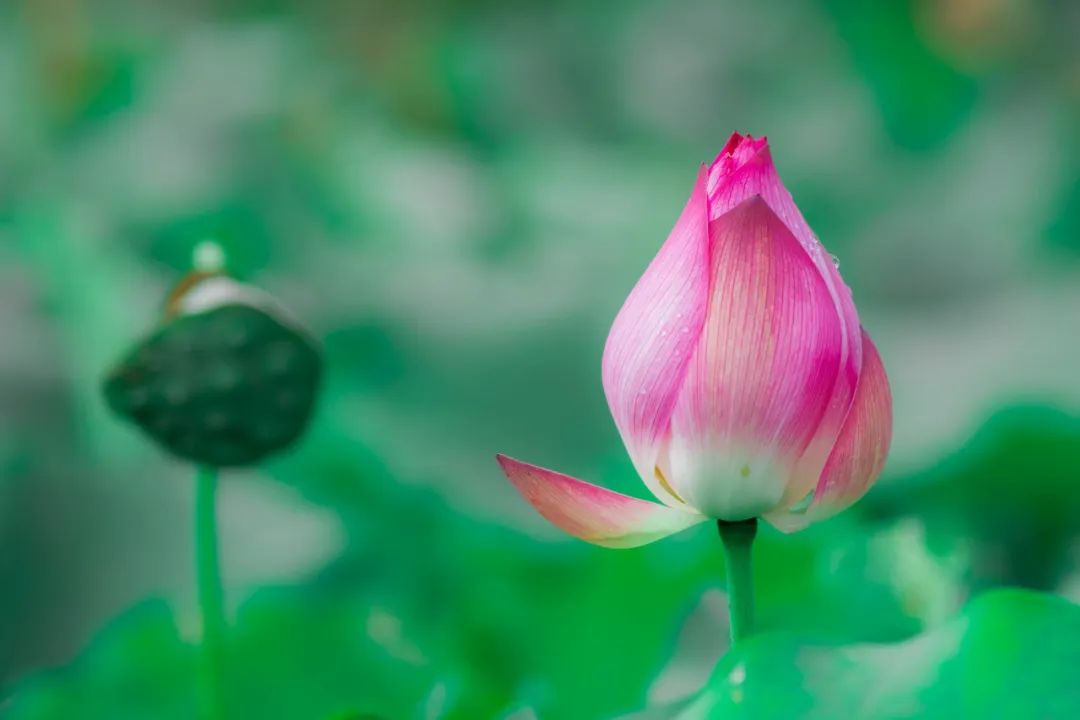 五首最美荷花诗词送你清凉一夏,30首荷花诗词唯美整个夏天