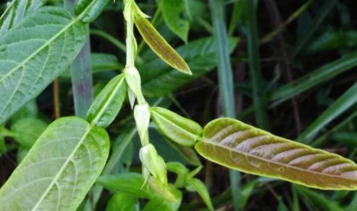 叶子似葫芦,民间俗称“返魂草”,煮茶是一绝,还是皮肤病的良药