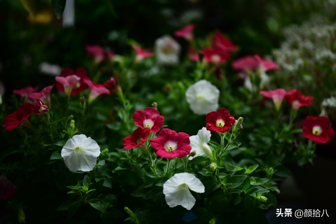 天冷怎么注意植物冻死,植物怕冷怎么过冬