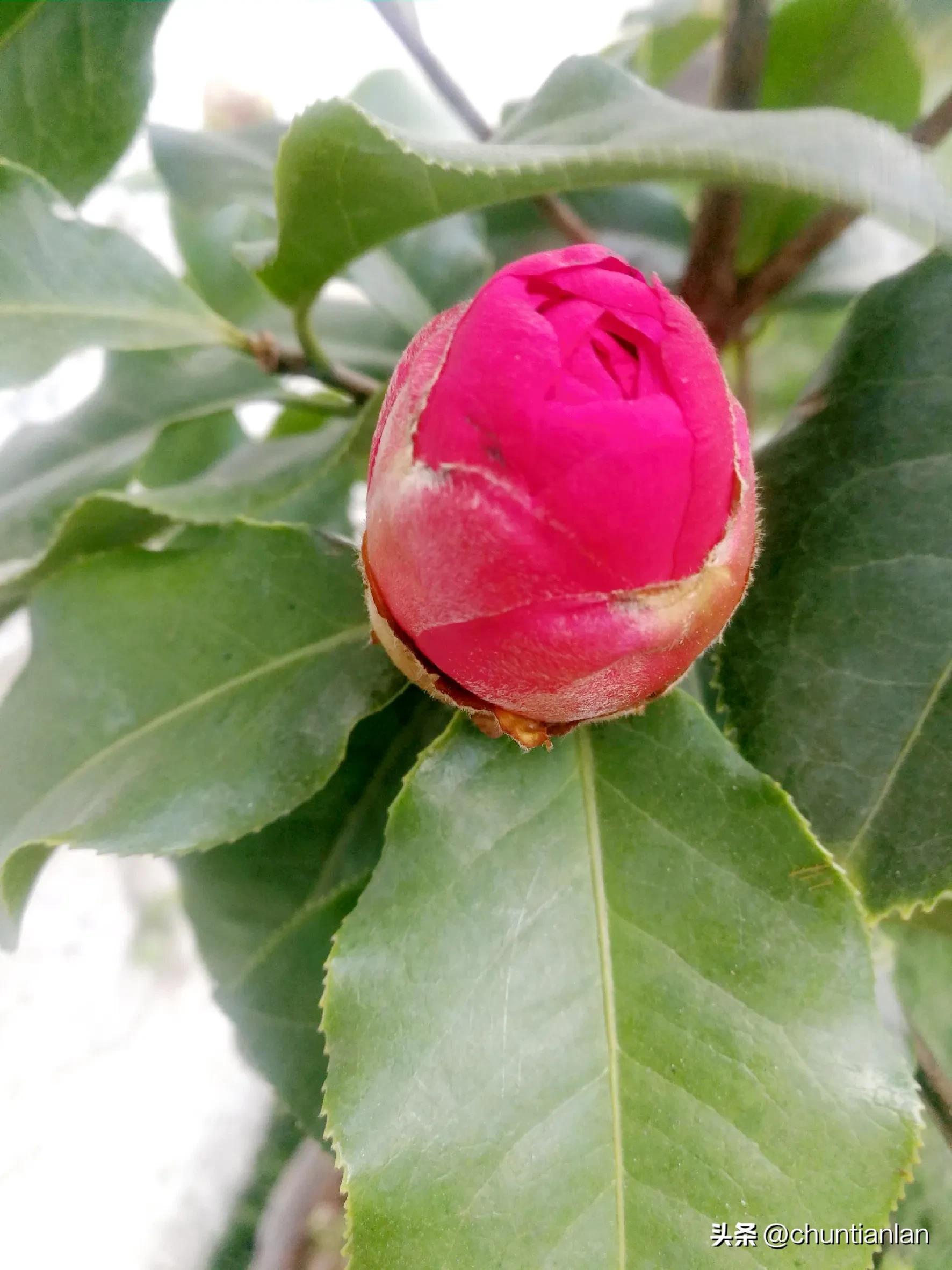 山茶花纯音乐,山茶花