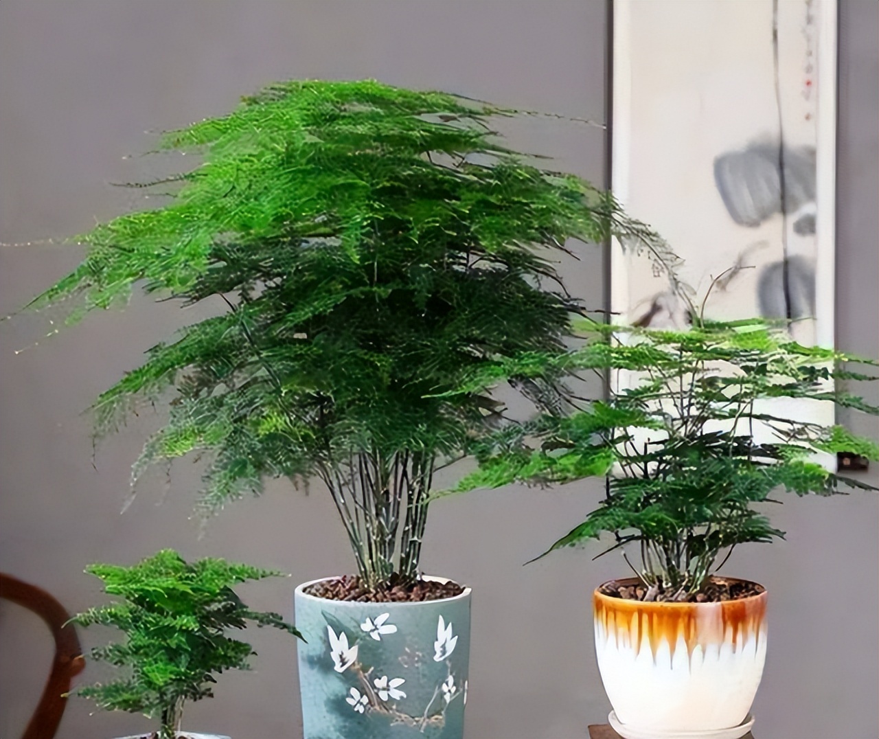 朝阳客厅绿植大叶,十件最适合在客厅养的易活绿植