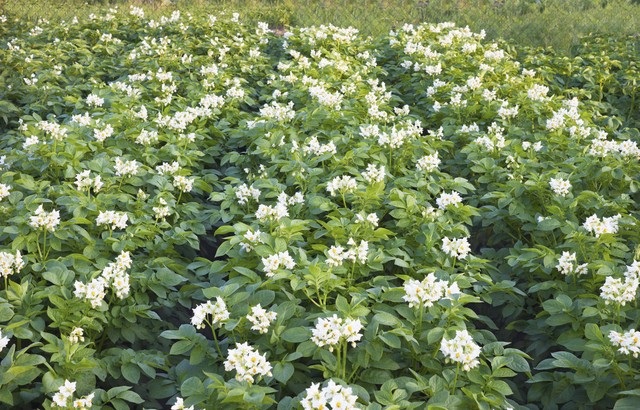 土豆和牛肉一起怎么炖才好吃呢,土豆炖肉和什么菜搭配好吃