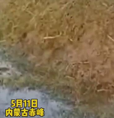 草原上为什么有鼓包,内蒙草地渗水