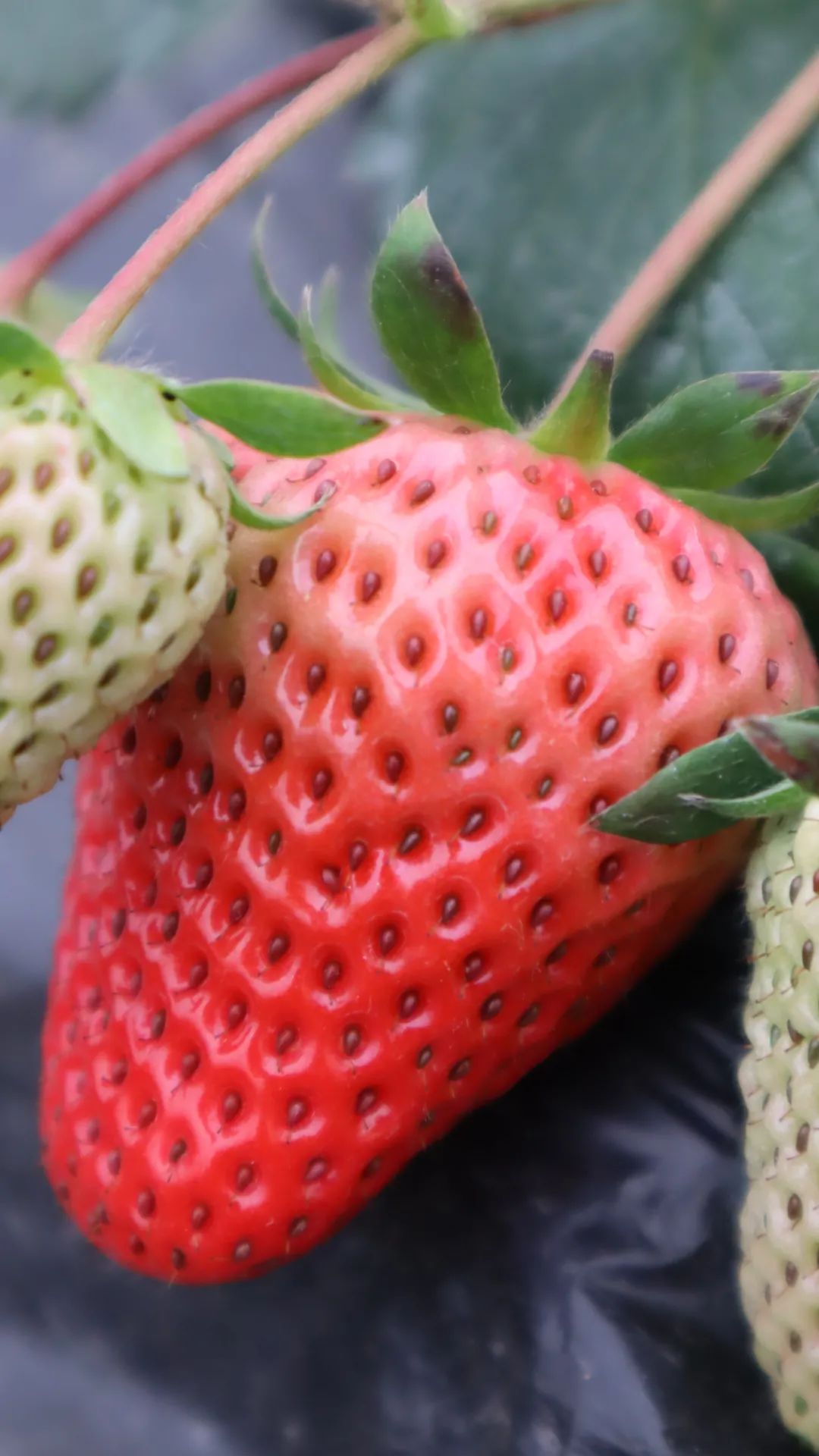 成都市区现实版桃花源记在哪里,成都公交可达的古镇