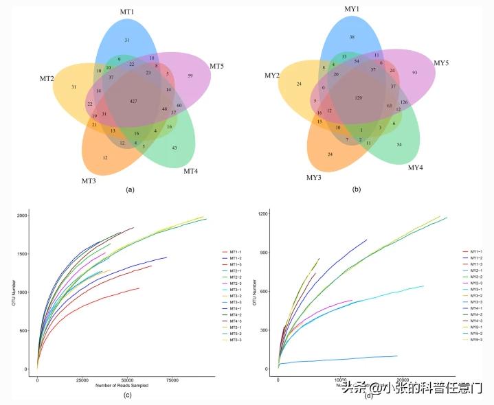 淫羊藿野生和种植效果有区别吗,淫羊藿根系