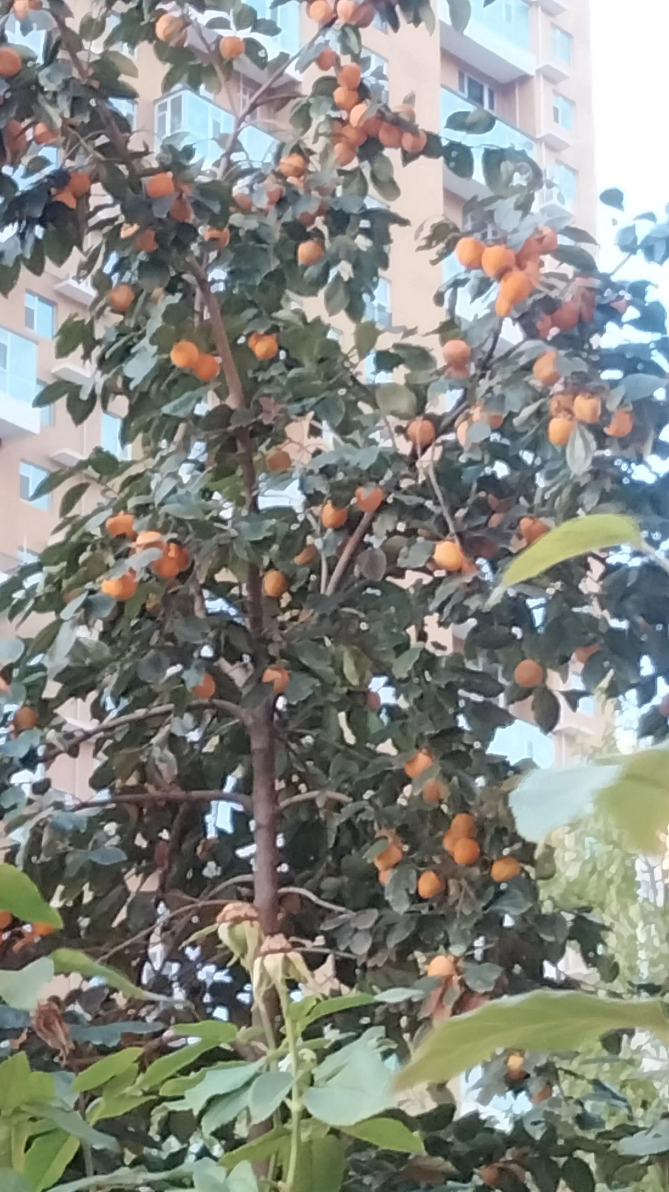 自然风景柿子树,柿子树拍出的照片