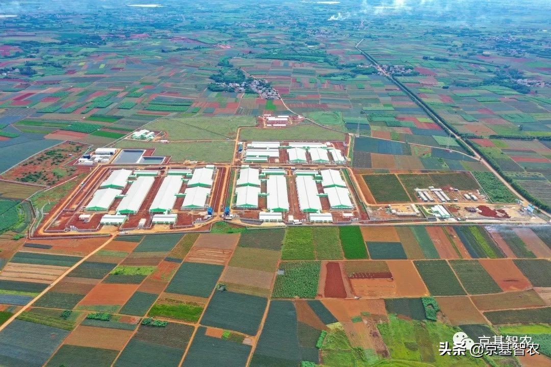 现代化养猪饲养过程,现代化养猪场管理方法