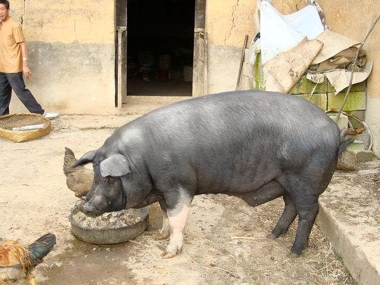 洋猪入侵:从千年养猪大国,到中华猪濒临灭绝,中国土猪怎么了?
